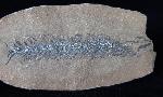 Lepidostrobus sp. BRONGNIART 1828 (Fruchtstand Schuppenbaum) - Bild © FossNet FossilienStore